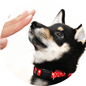 人間の食事は食べさせない