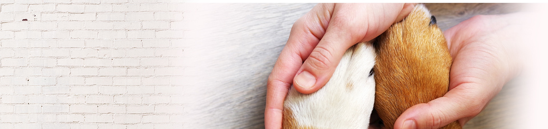 犬を飼う際の注意点