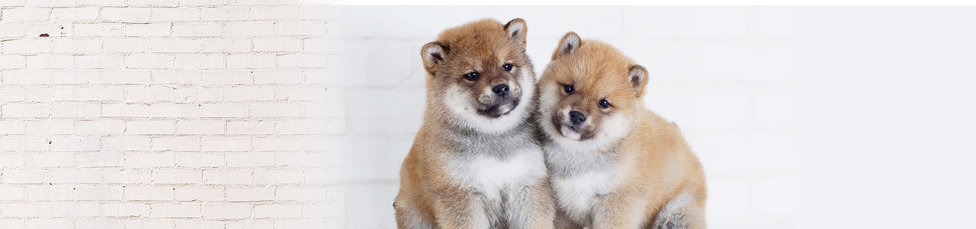 豆しばの性格・特徴